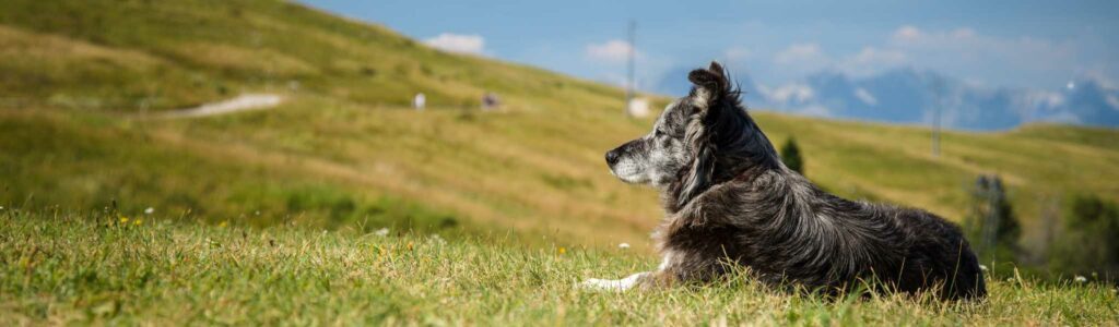 recommandations pour vermifuger son chien