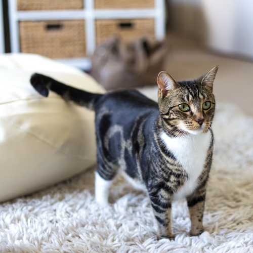 reconnaître les signes de chaleurs chez la chatte