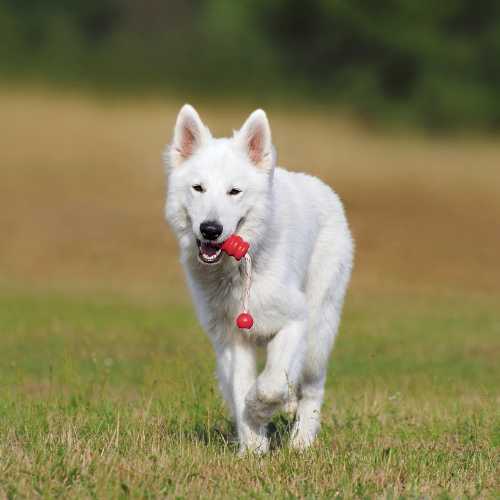 repas ludique pour un berger blanc suisse