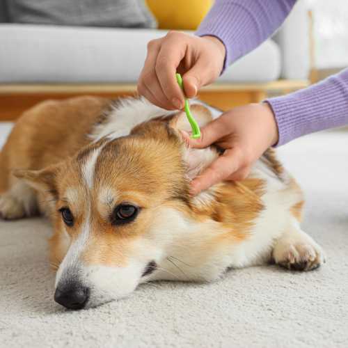 retirer une tique chez le chien avec un crochet à tiques
