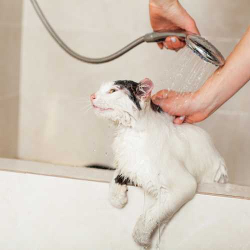 réussir à laver en toute sérénité un chat qui a peur de l'eau