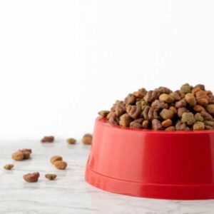 risques des croquettes sans céréales pour chien
