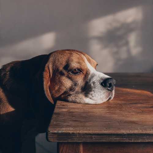 risques de probiotiques humain pour votre chien