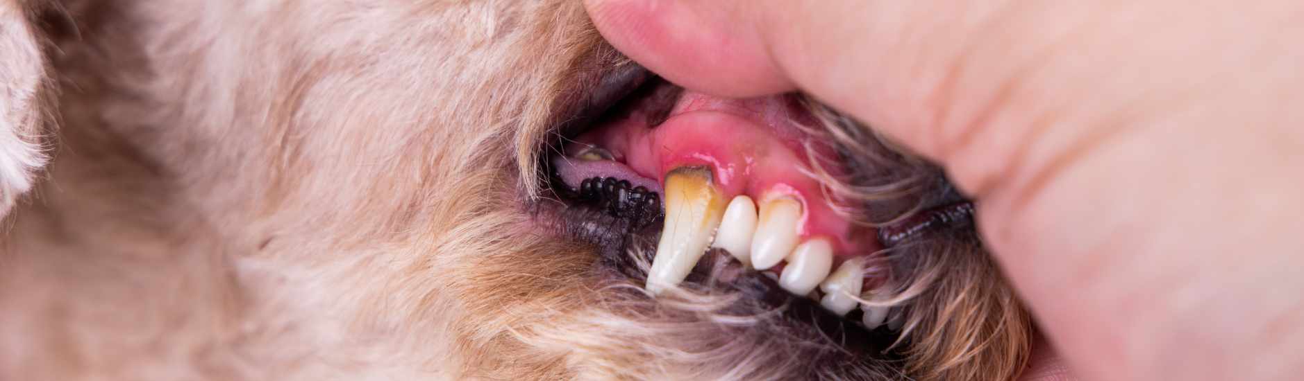 Gingivite chez le chien : causes, symptômes et traitement
