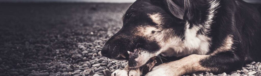 sabot de boeuf pour chien