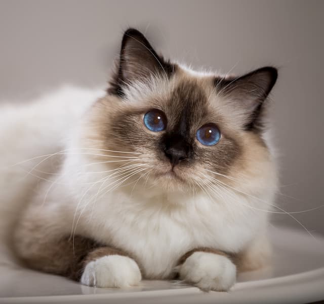 Sacré de Birmanie colourpoint aux yeux bleus de profil