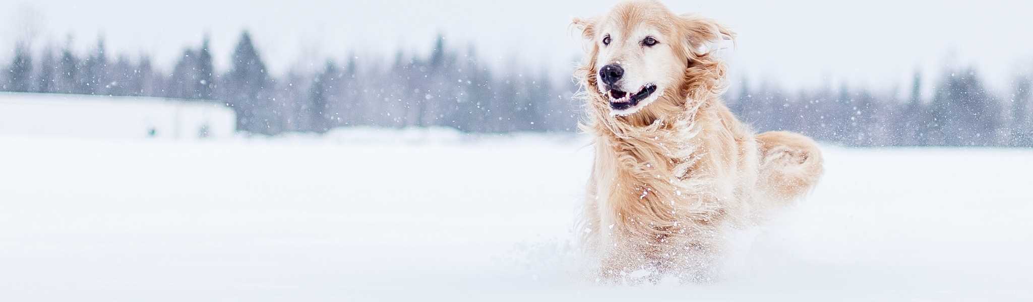 Sensibilité au froid du chien : selon la race, prenez vos précautions