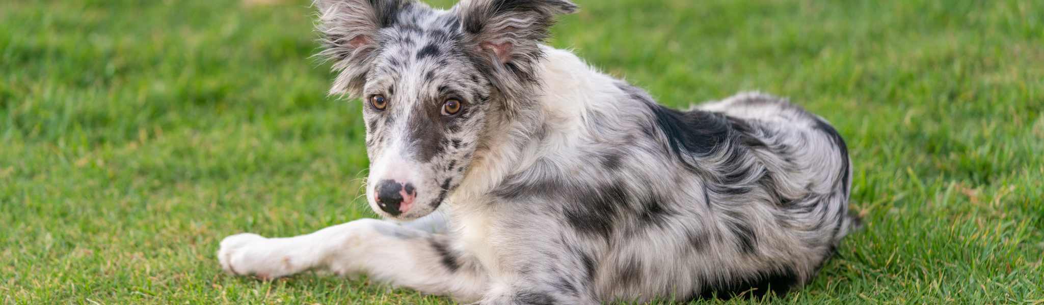 La sensibilité médicamenteuse chez le chien