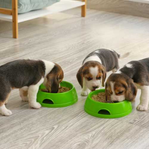 sevrage alimentaires : chiots qui mangent de la bouille de croquettes
