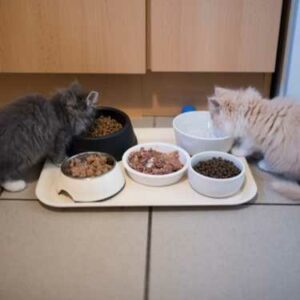 sevrage chatons et passage à l'alimentation solide