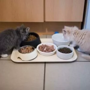 sevrage chatons et passage à l'alimentation solide