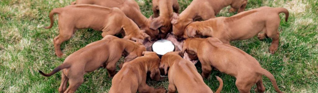 sevrage chiot étape par étape