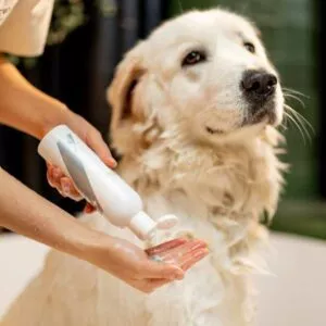 shampoing apaisant contre les démangeaisons chez le chien