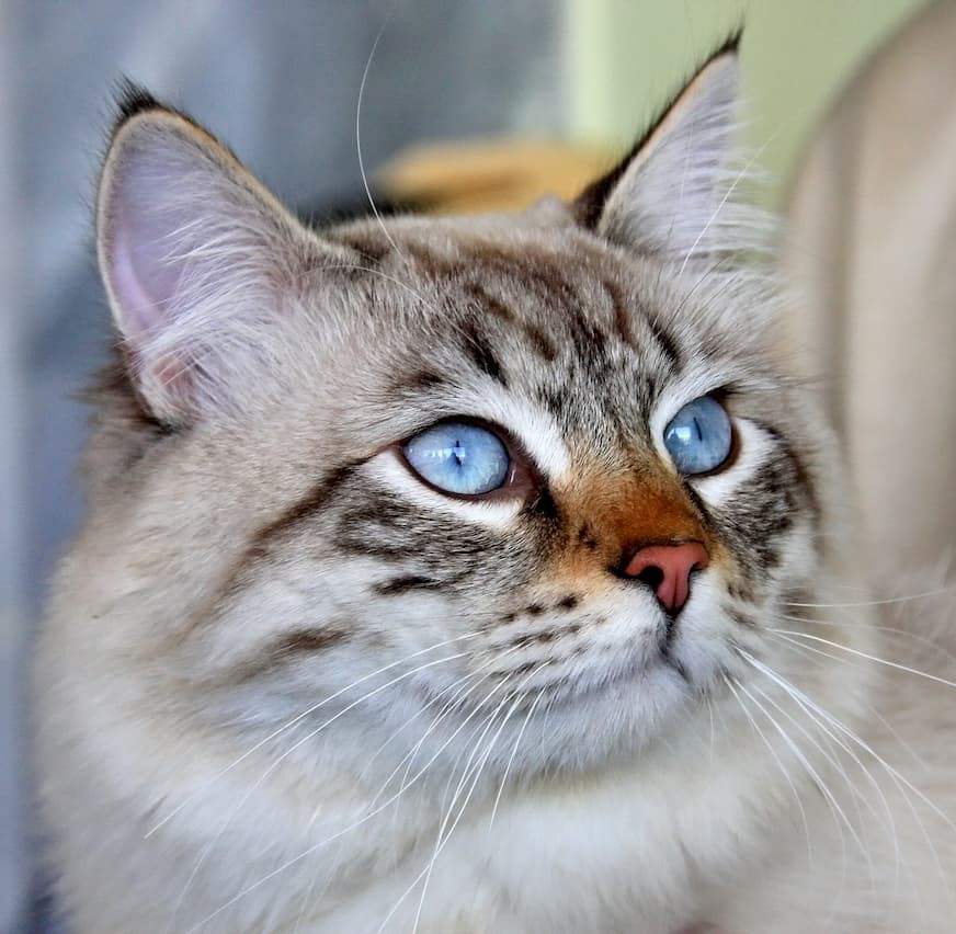 Sibérien à la tête tigré et aux oreilles pointues avec les yeux bleus