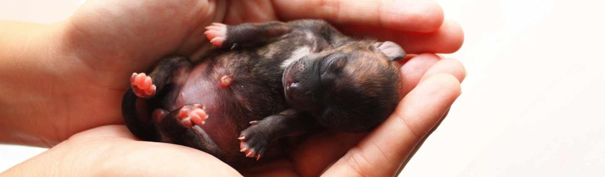 Mise-bas chez la chienne :  Quels sont les signes à surveiller ?