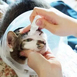 soin pour un chat avec une conjonctivite
