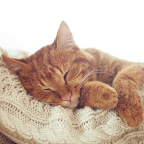 solution pour stopper les chaleurs chez la chatte