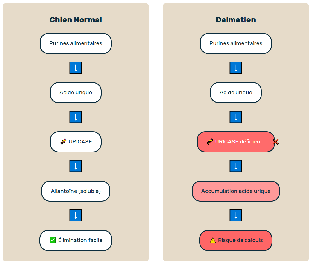 soucis d'acide urique chez le dalmatien ayant des répercussions sur l'alimentation