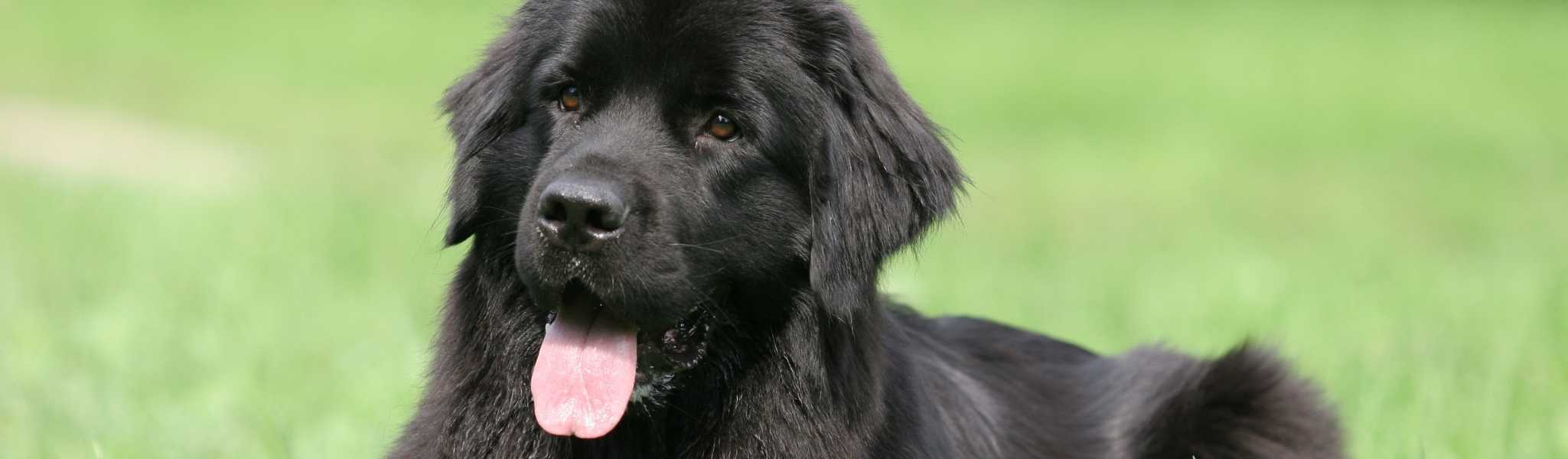 La sténose aortique chez le chien