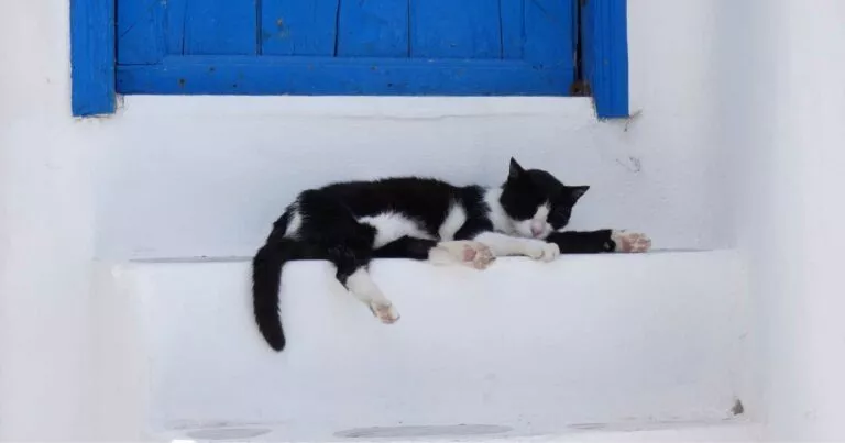 stérilisation chat déroulement