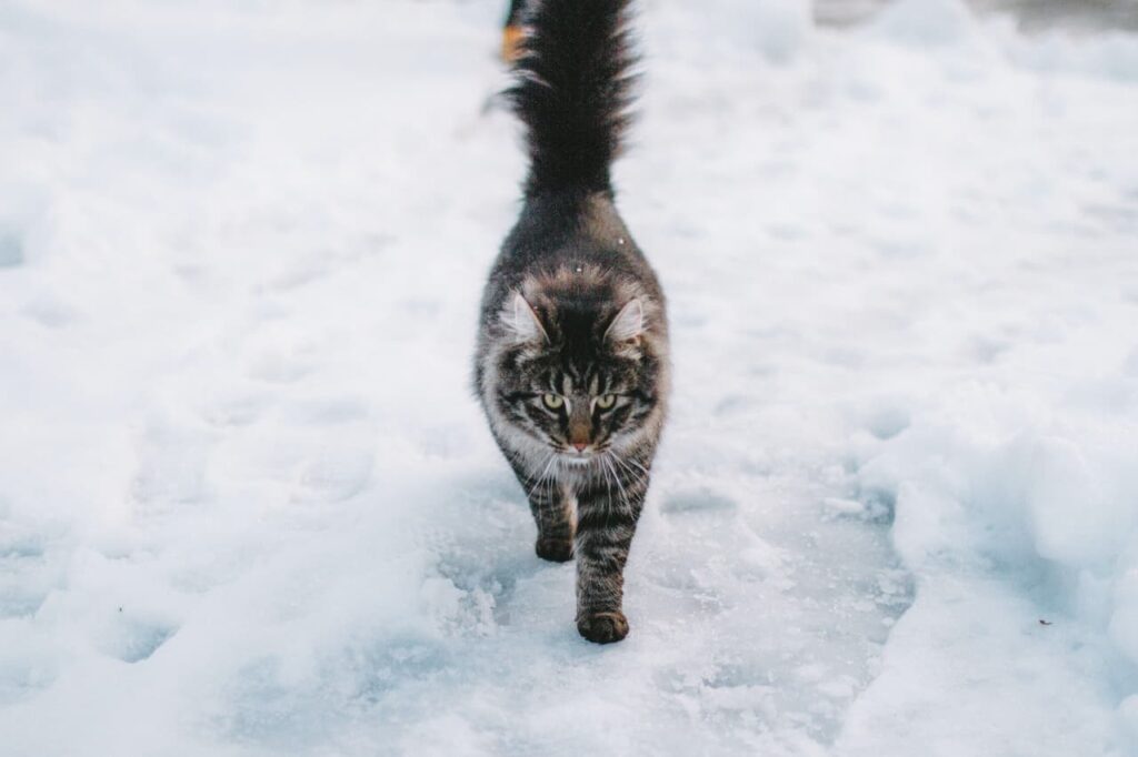 stimuler son chat en hiver