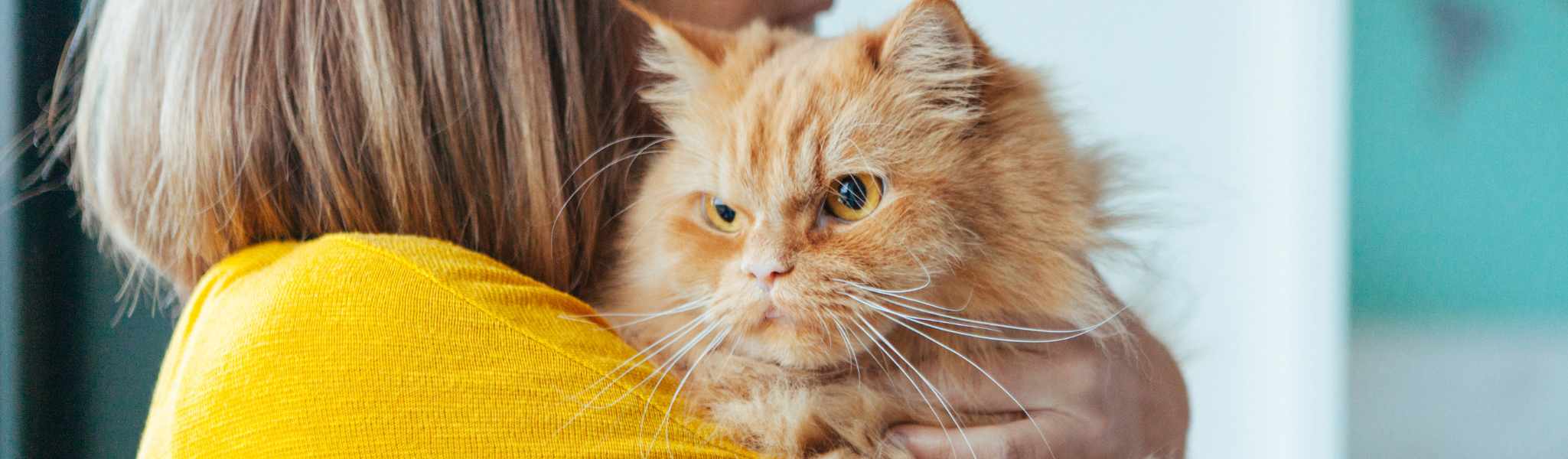 Stress chez le chat : Quelles solutions ? - Goodbro