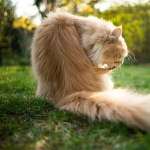 stress chez le chat : donner des compléments alimentaires