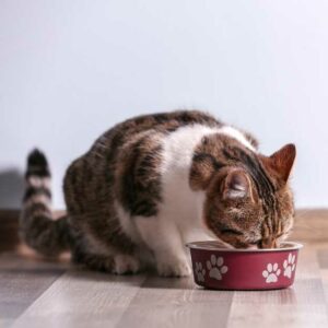 supplémentation huile chanvre nourriture pour chat