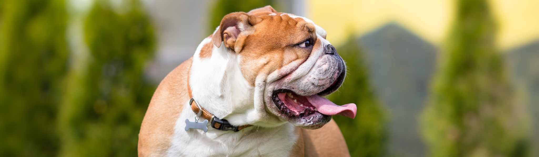 Syndrome obstructif respiratoire chez les chiens brachycéphales (SORB) : Ce qu’il faut savoir !