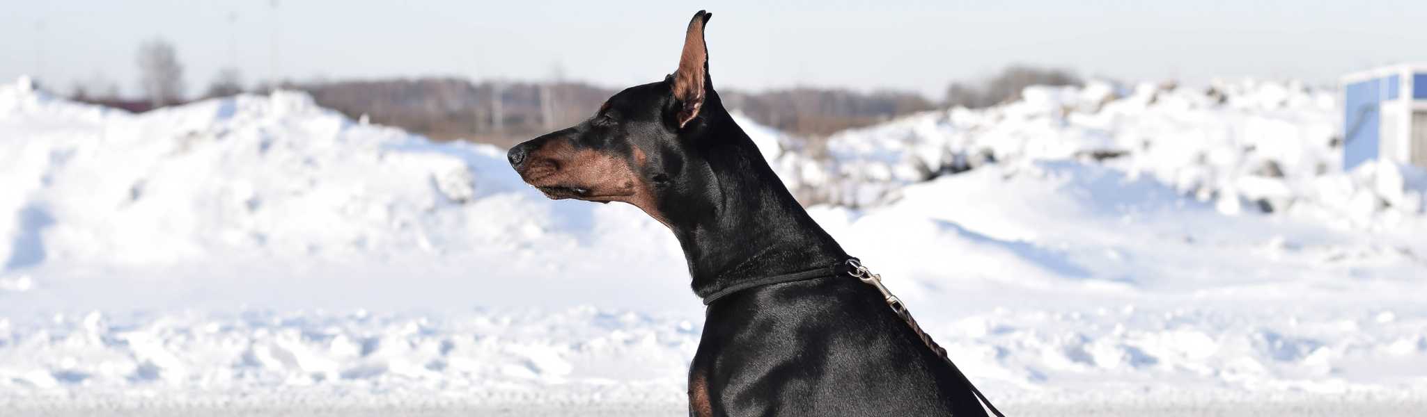 Le syndrome de Wobbler chez le chien