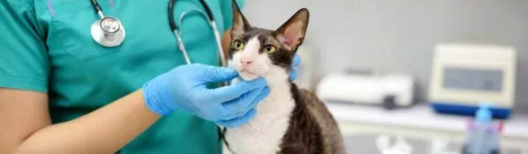 tarifs consultation vétérinaire chats