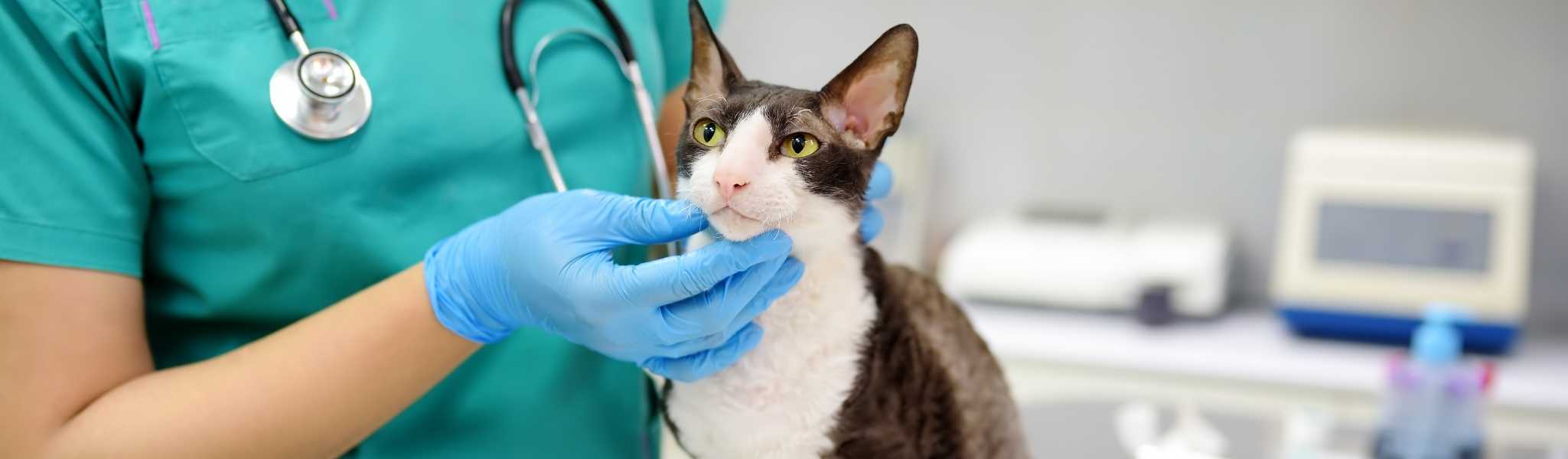 Quel Cout Pour Une Consultation Veterinaire Chez Le Chat