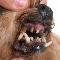 mauvaise haleine chez un chien à cause du tartre