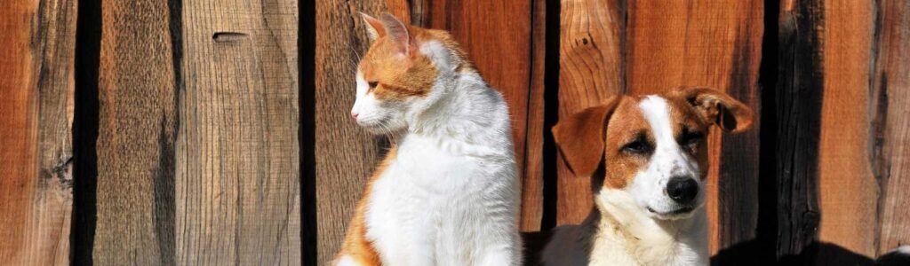 taste of the wild avis