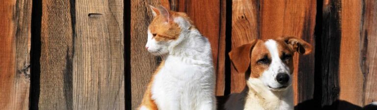 taste of the wild avis