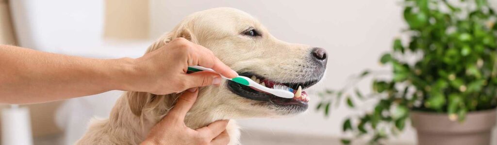 techniques nettoyage dents chien