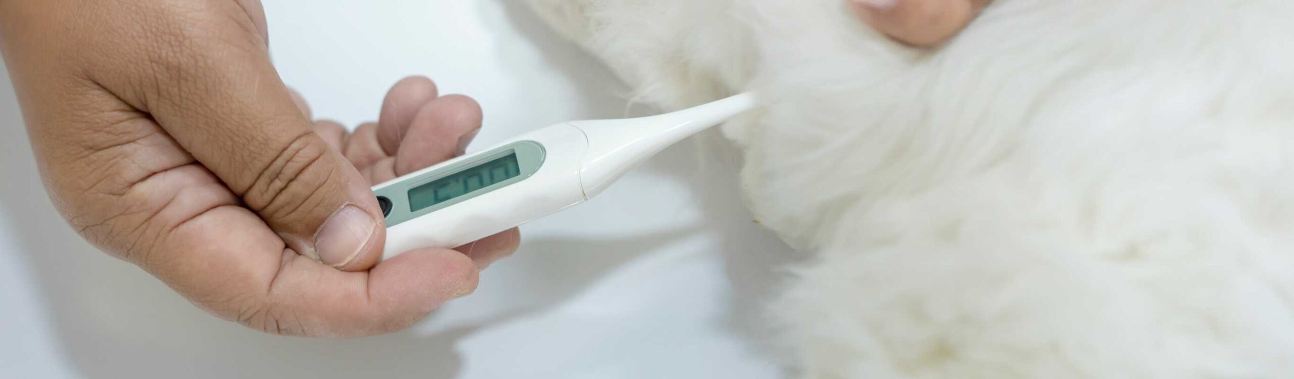 Comment Prendre Correctement La Temperature De Mon Chat