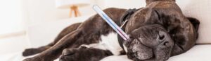 Température normale chien