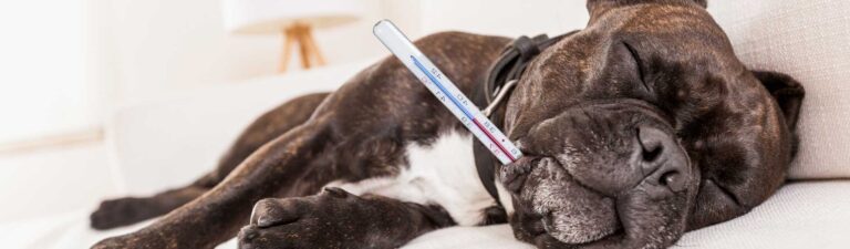 Température normale chien