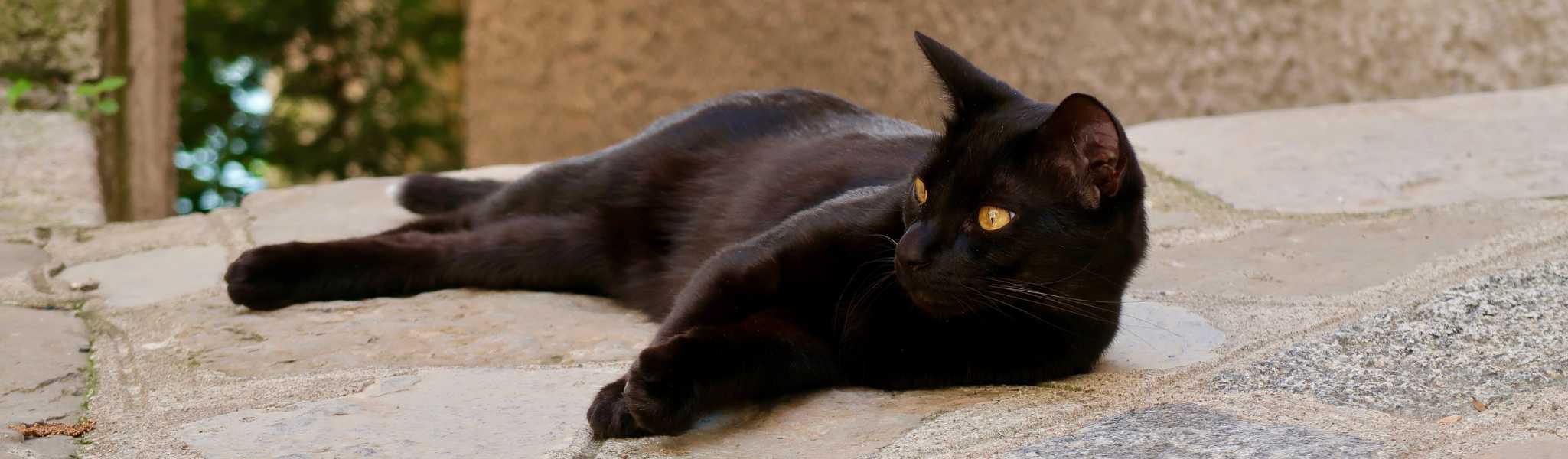 Terre de diatomée pour chat : bienfaits, usages et précautions