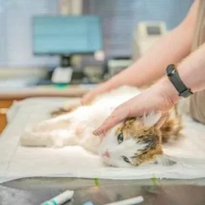 tonte et préparations de soins sous anesthésie pour un abcès de chat