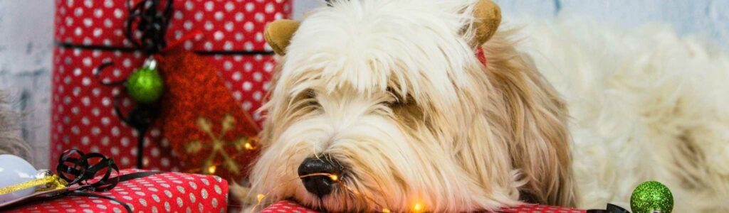 top 10 des cadeaux de noël pour chien