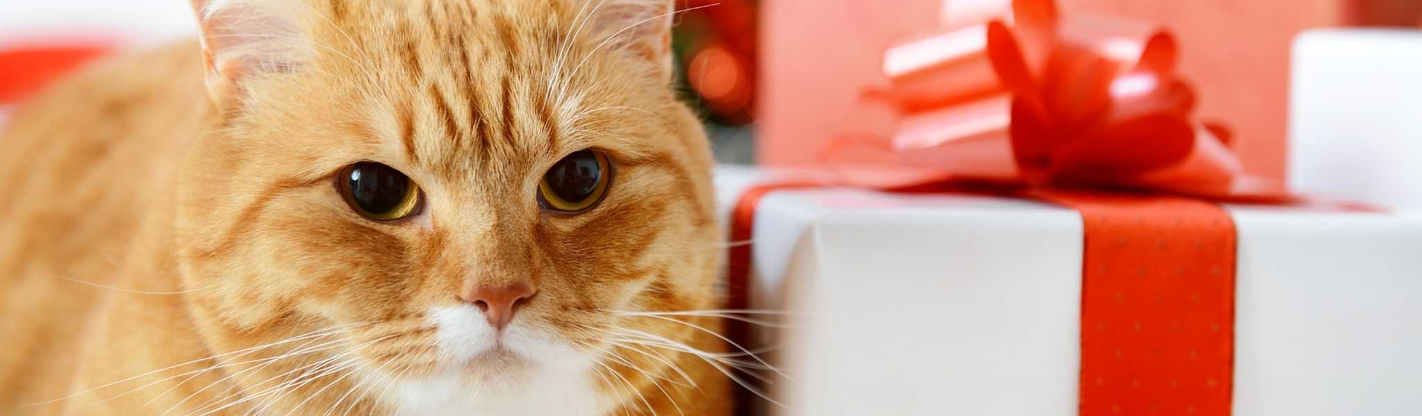 Top 8 des cadeaux de Noël à offrir à votre chat !