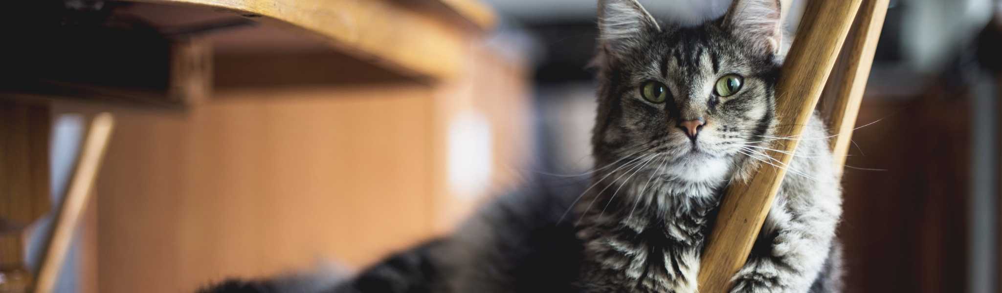 Coryza, le rhume du chat