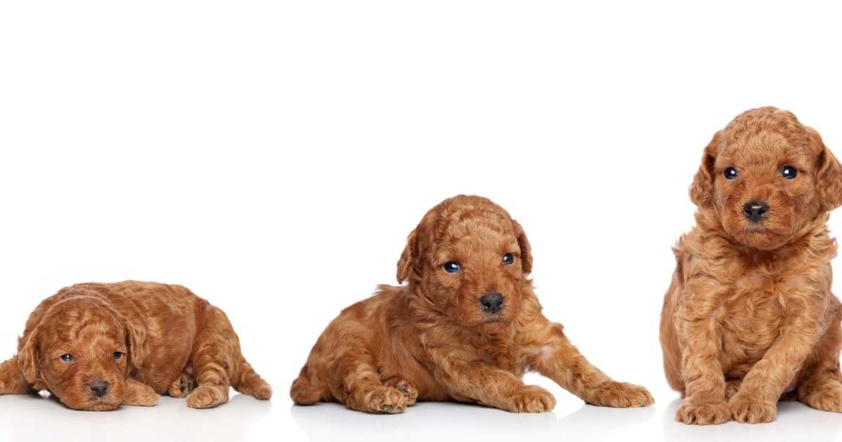 Tout savoir sur la croissance du chiot Le guide complet