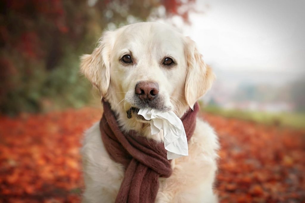 La toux de chenil chez le chien