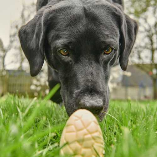 toxicité chocolat pour le chien