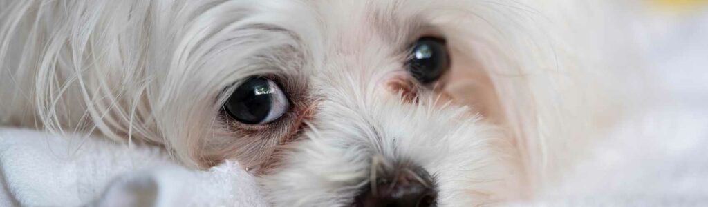 traces brunes sous les yeux de mon chien