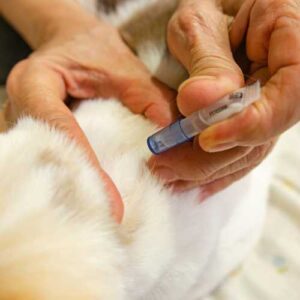 traitement anti puce pour chat en pipette