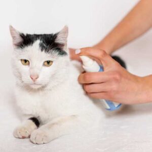 traitement anti puce chat en spray